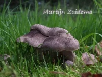 Zilveren ridderzwam [Tricholoma argyraceum]